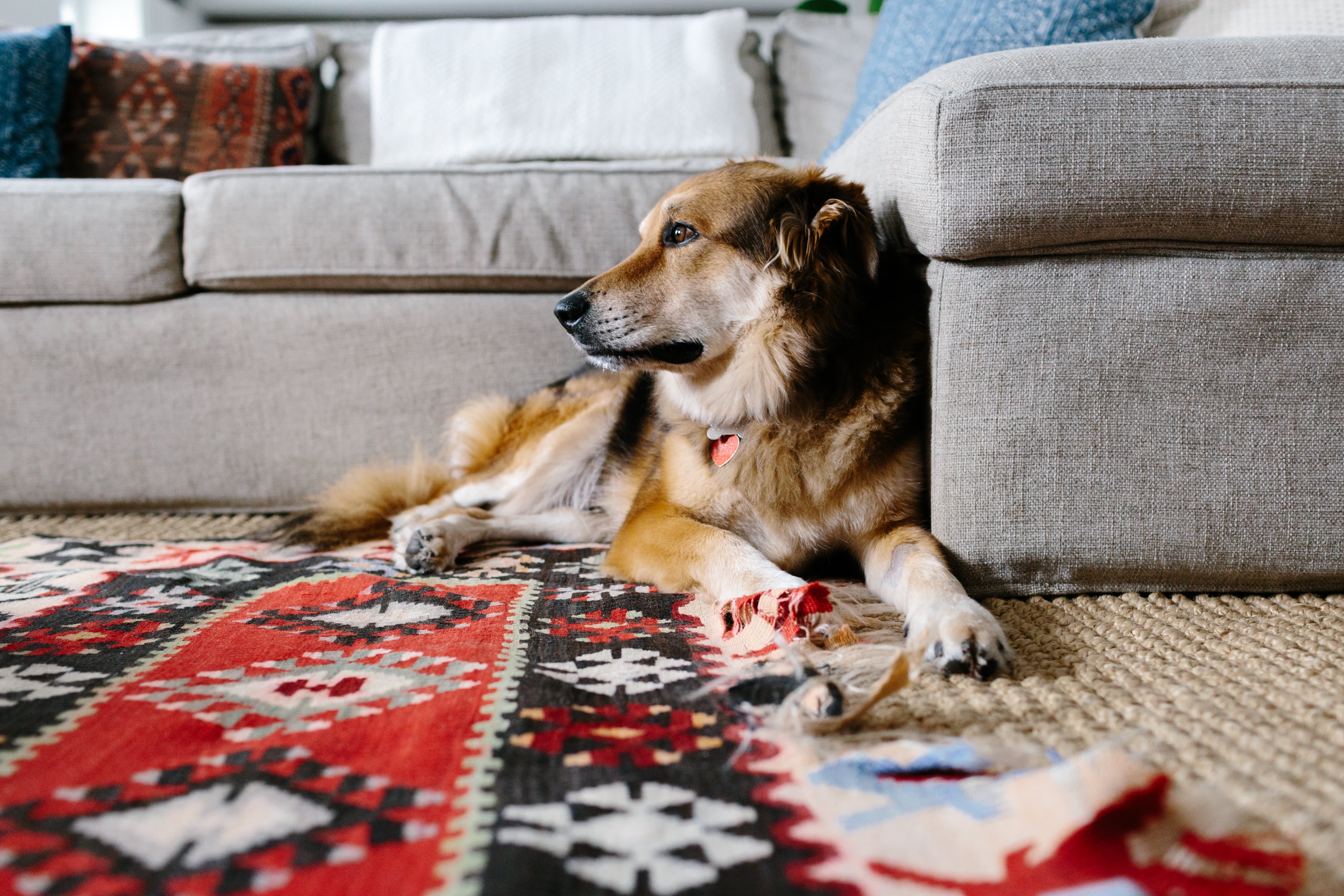 Stop puppy cheap chewing carpet